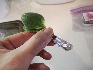 prepared leaf
