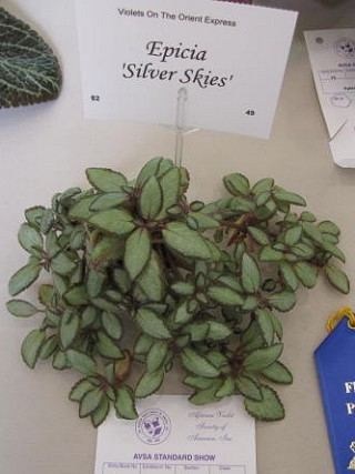 Episcia 'Silver Skies'