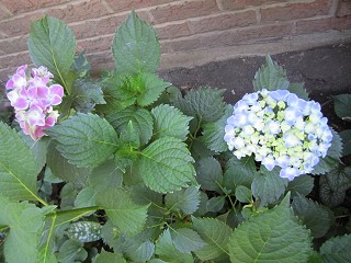 hydrangea