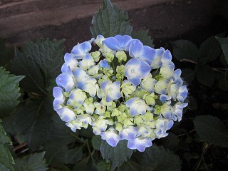 hydrangea