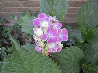 hydrangea