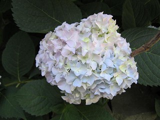 hydrangea