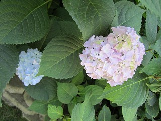 hydrangea