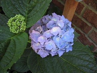 hydrangea