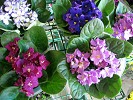 African Violet Leaves