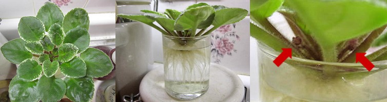 plant in water